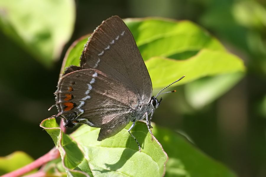 5949_Wegedoornpage - Plitvice N.P. (Kroatia).jpg